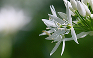 Wild Garlic (Allium ursinum)
